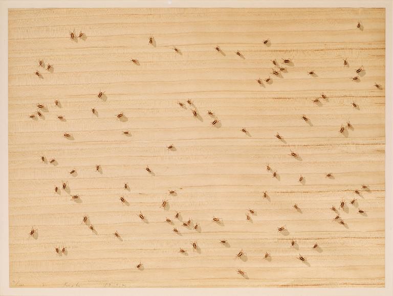 Ed Ruscha, "Cockroaches", from: "Insects".