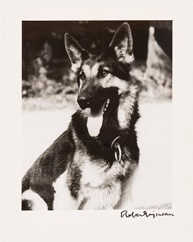 ROBERT DOISNEAU, gelatin silver print, signed. Numbered a tergo.