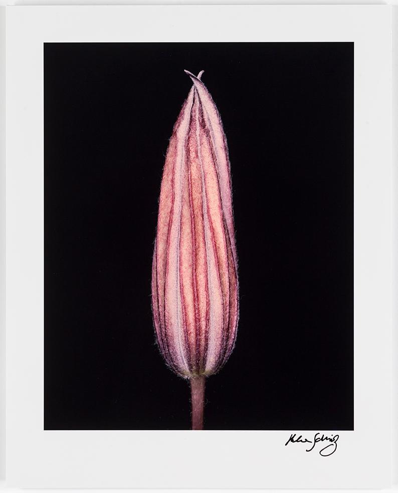 HELENE SCHMITZ, Photograph, signed.