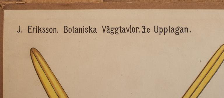 SKOLPLANSCHER, 4 st, 1900-talets andra hälft.