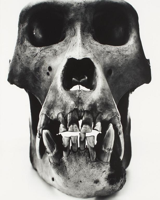 Irving Penn, "Gorilla (Male)", 1986.