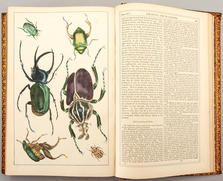 OLIVER GOLDSMITH 'A History of The Earth and Animated Nature' I-II, hand colored plates, c 1870.