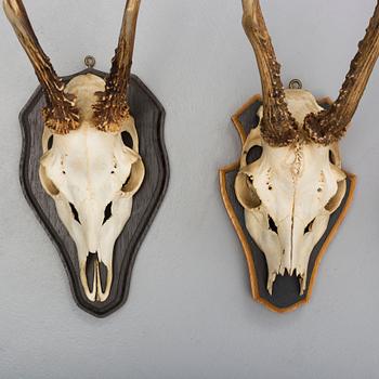 a set of four hunting trophies.