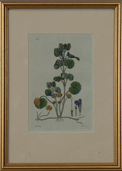 JOHAN WILHELM PALMSTRUCH, 4 st, handkolorerade kopparstick. 1800-talets början.