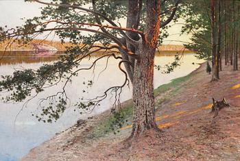 79. August Hagborg, Evening sun on a pine tree.
