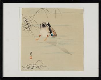Ohara Koson, Diving mallard.
