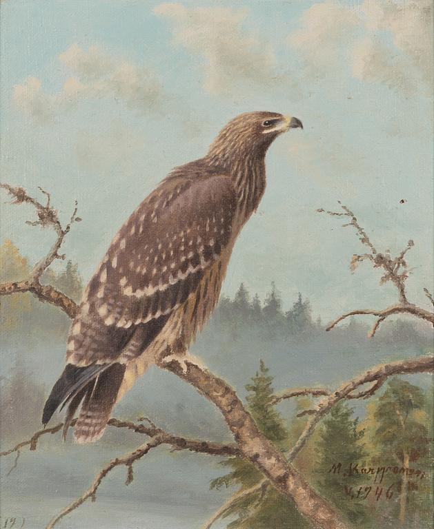 Matti Karppanen, Petolintu tähystämässä.