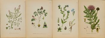 "Nordens flora", 100 pieces  by  C.A.M Lindman, A. Börtzells, Stockholm.