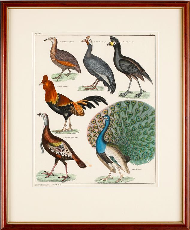 HANDKOLORERADE LITOGRAFIER, 3 st, Oken, Stuttgart, Tyskland, 1800-talets mitt.