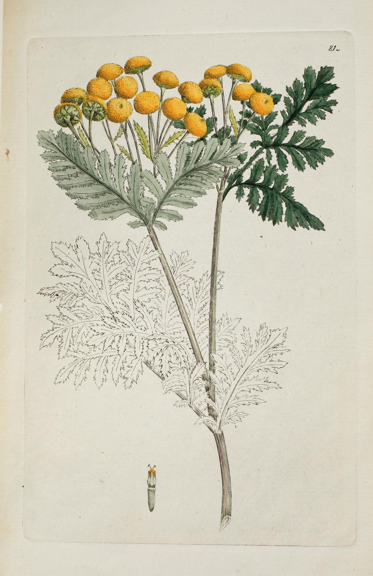 FLORA, "Svensk Botanik", I-V bandet, Stockholm 1802-1807.