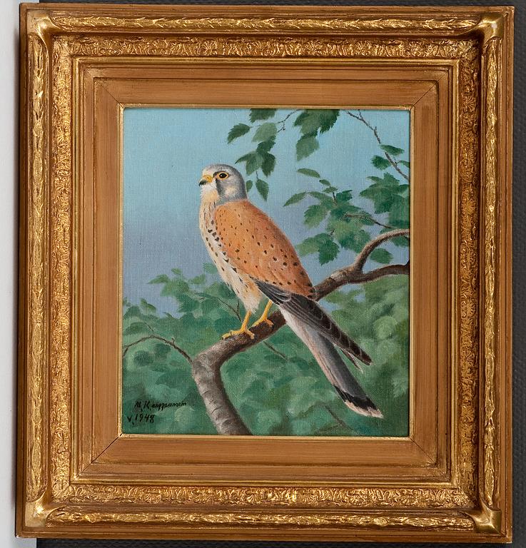 Matti Karppanen, COMMON KESTREL.