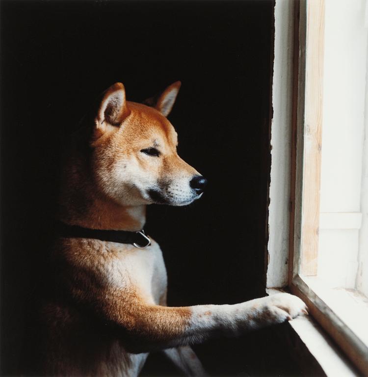 Peter de Ru, photograph signed and numbered AP1.