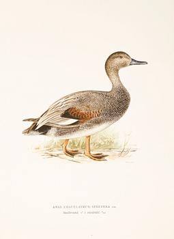 LITOGRAFISKA TRYCK, 100 st, ur von Wrights "Svenska fåglar", 1920-tal.