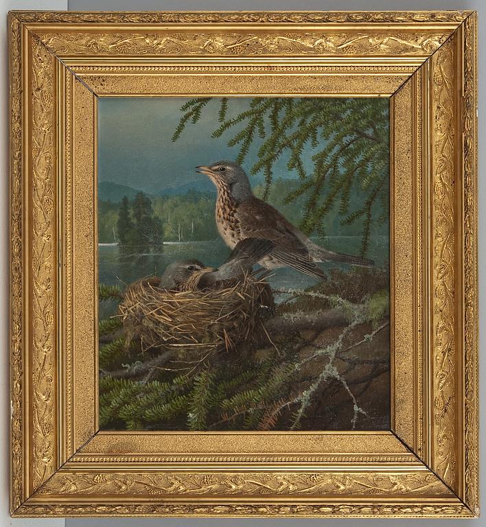 Ferdinand von Wright, BIRDS AT THE NEST.