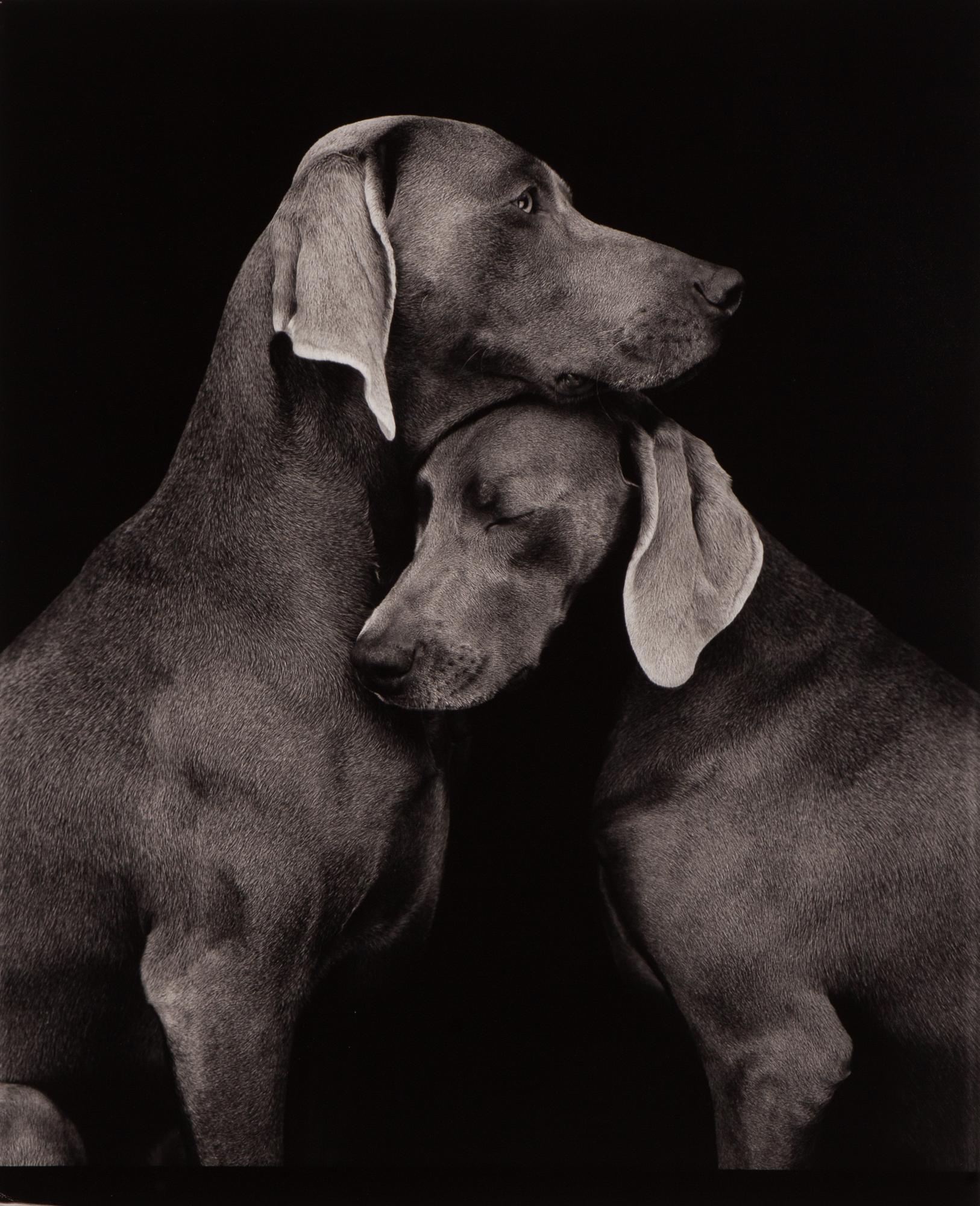 William Wegman, "Friends".