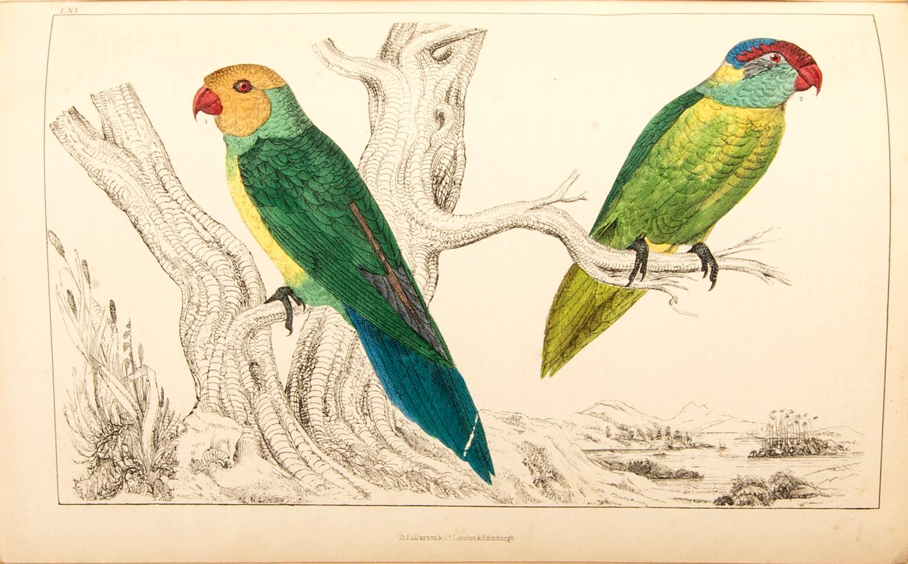 OLIVER GOLDSMITH 'A History of The Earth and Animated Nature' I-II, hand colored plates, c 1870.