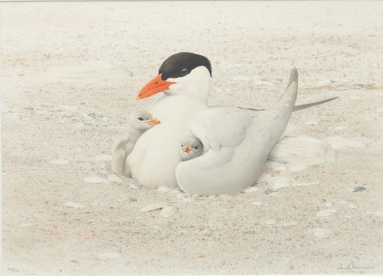 Lars Jonsson, "Tern with Chicks".