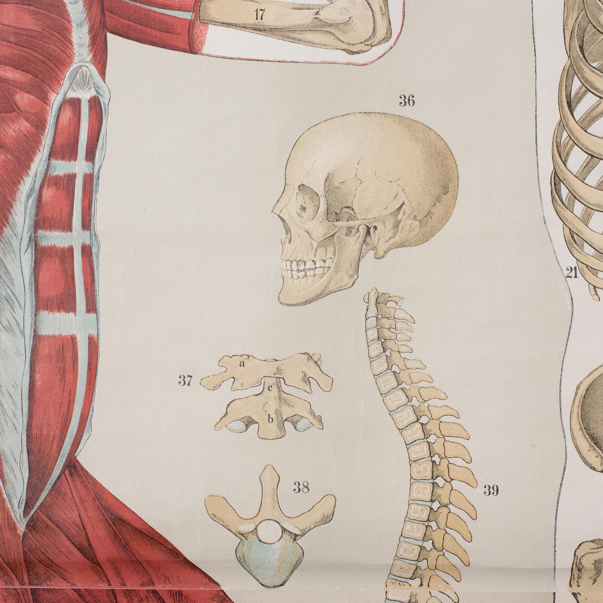 PLANSCH, 1900-talets första hälft.