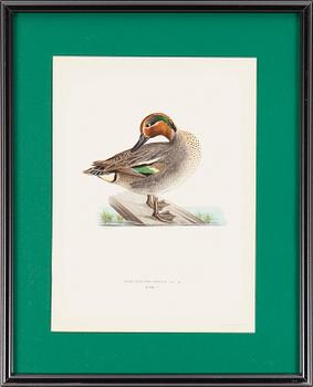 LITOGRAFISKA TRYCK, 6 st, ur M och W von Wrights "Svenska fåglar", A. Börtzells, Stockholm, 1917-29.