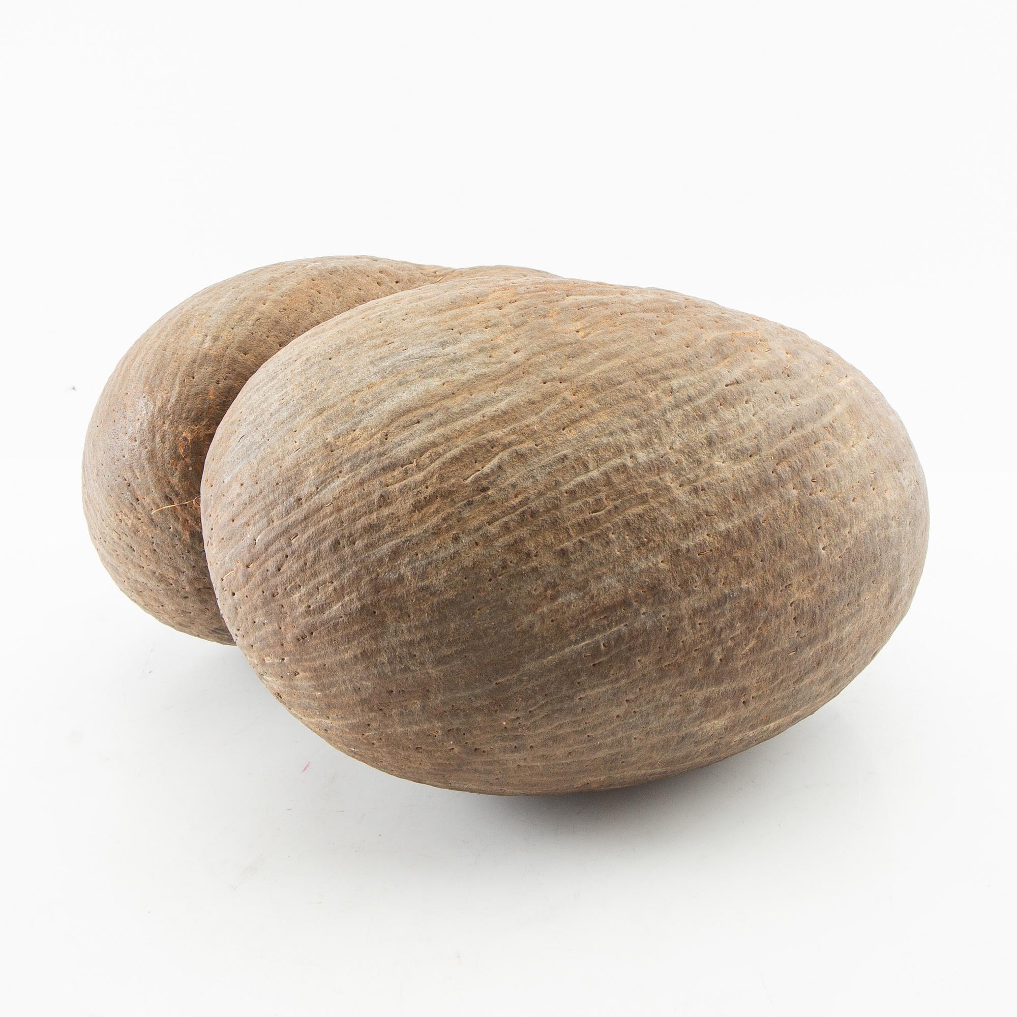Double coconut, also known as Coco de Mer, Lodoicea maldivica.