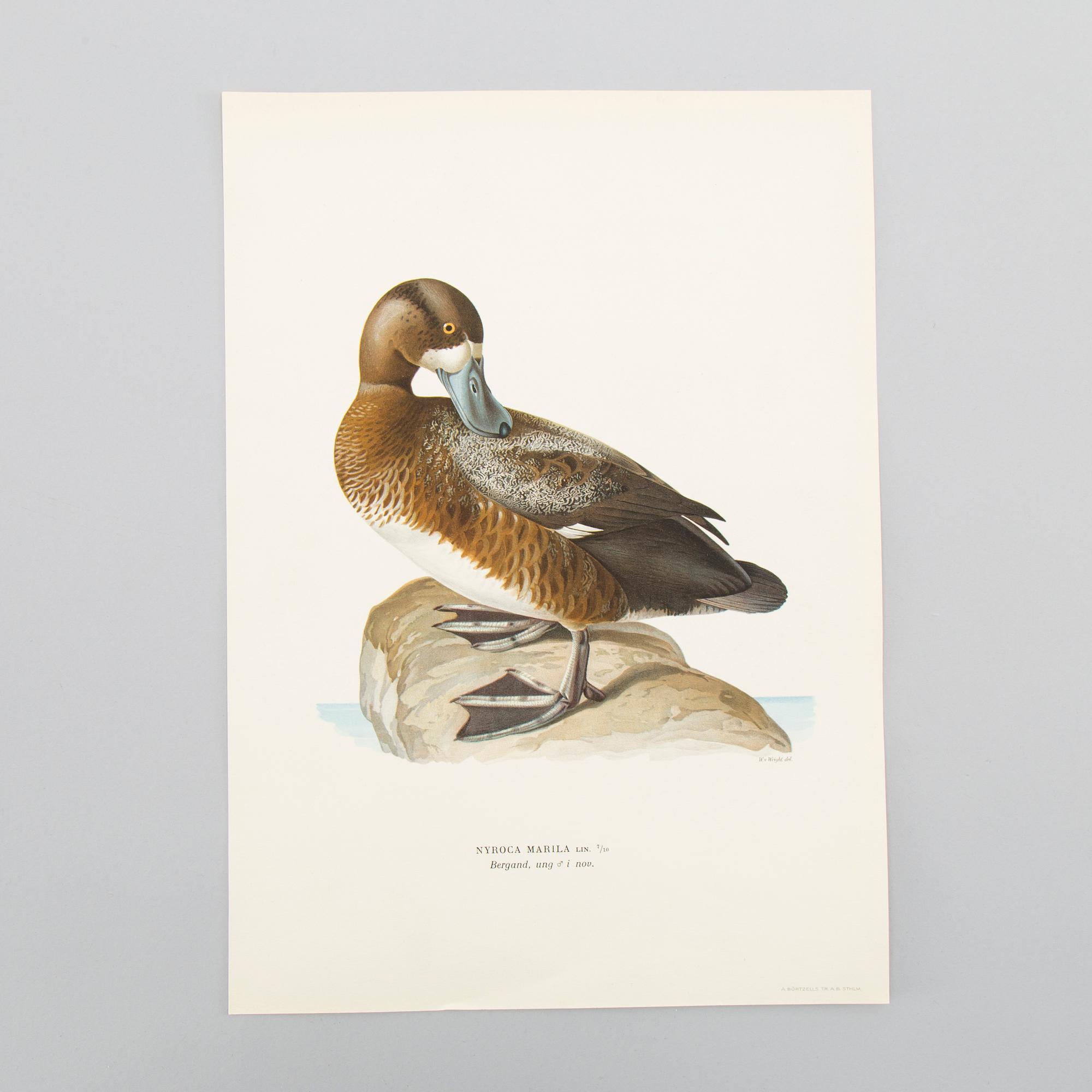 LITOGRAFISKA TRYCK, ca 150 st, Ferdinand von Wright, Börtzells, Stockholm.