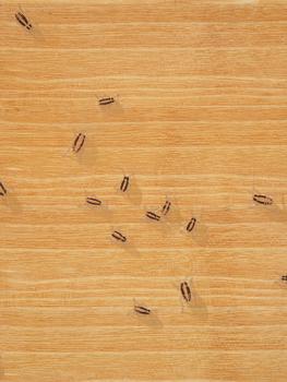 Ed Ruscha, "Flies" ur "Insects".