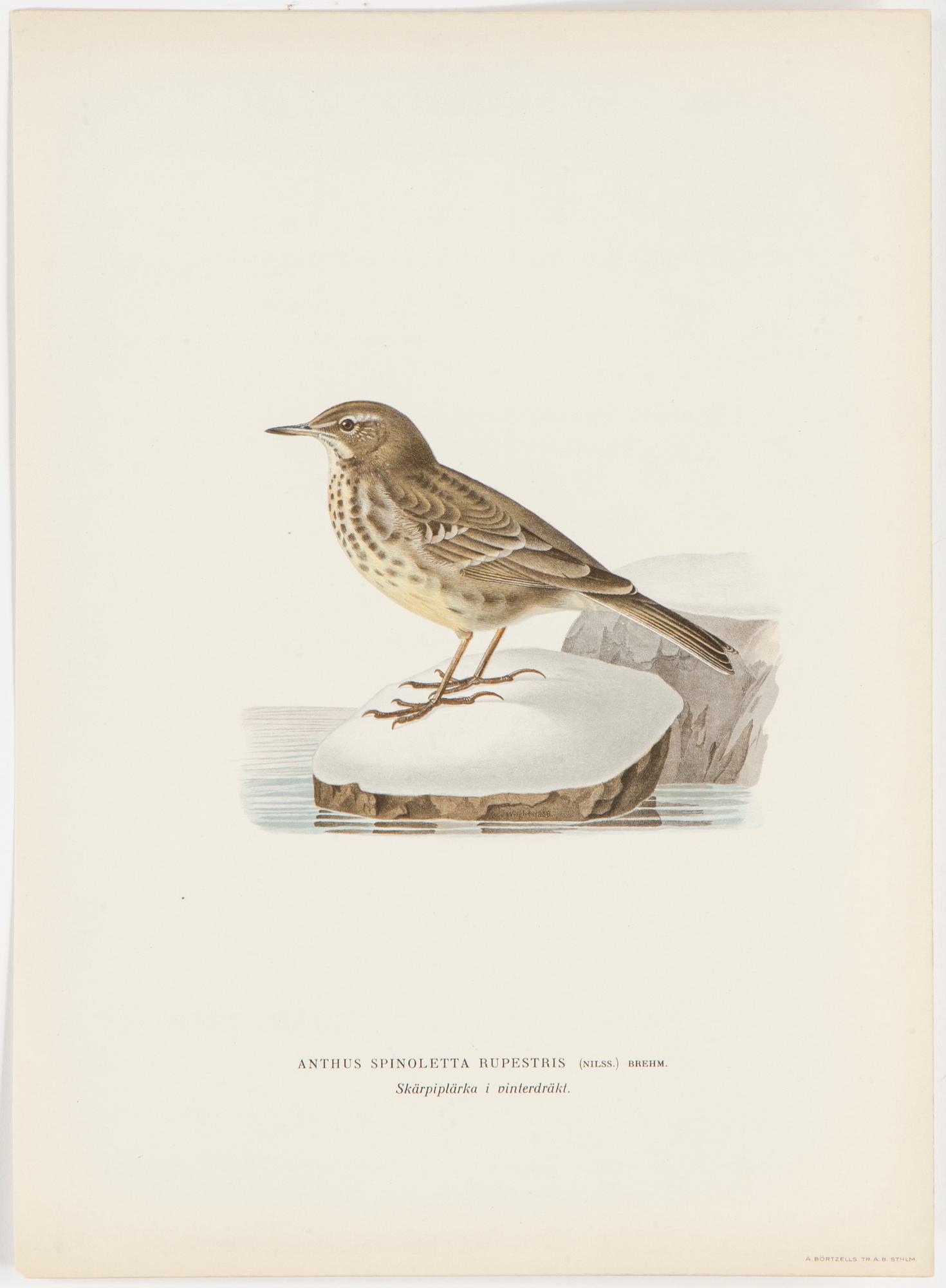 LITOGRAFISKA TRYCK, 40 st, ur M och W von Wrights "Svenska fåglar", A. Börtzells, Stockholm, 1917-29.