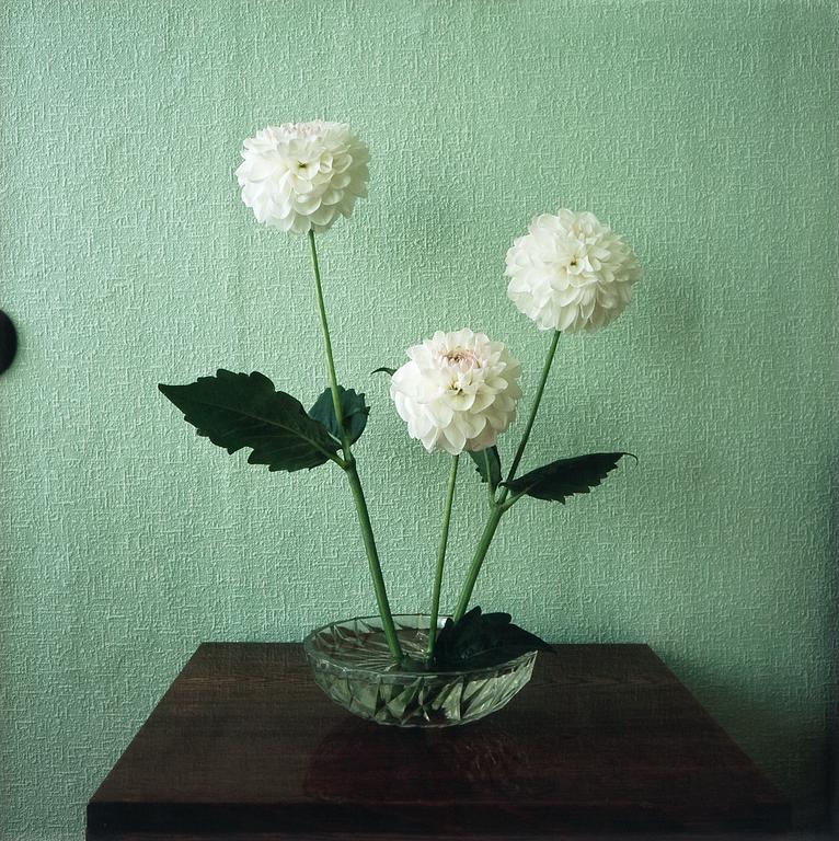 Saara Ekström, "IF INSIDE IS LET IN (DAHLIAS)".