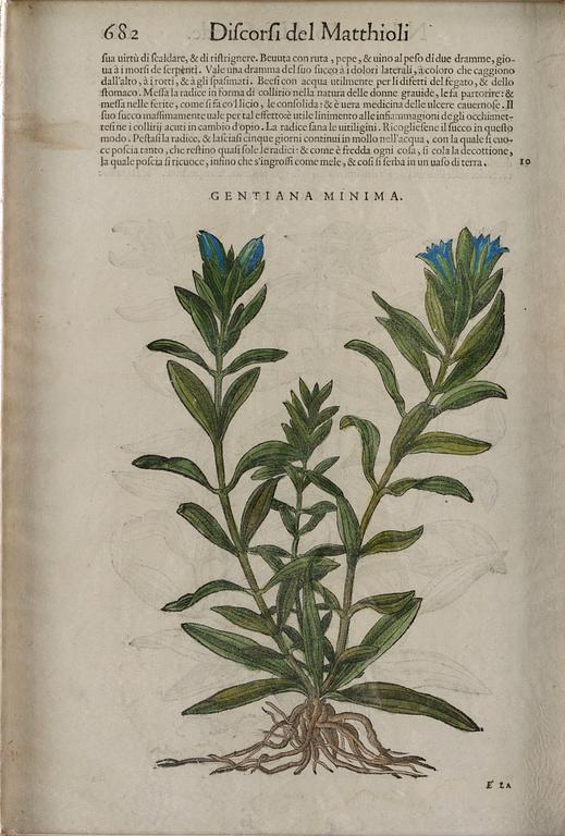 Pietro Andrea Mattioli, Medicinalväxter (4), ur, "Discorsi del Matthioli".