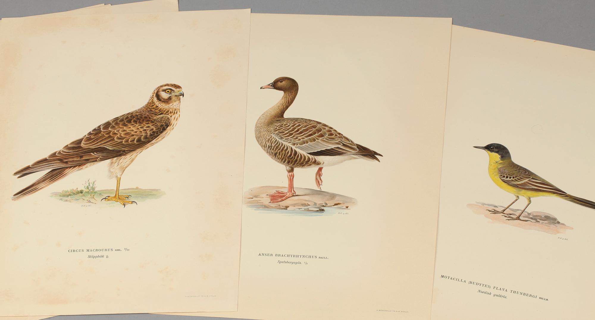 LITOGRAFISKA TRYCK, ca 70 st 2 mappar ur M och W von Wright, Svenska fåglar.