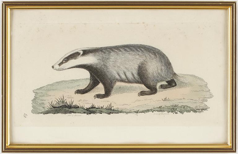 KOPPARSTICK, 26 st. Ur "Svensk Zoologi", av J W Palmstruch.