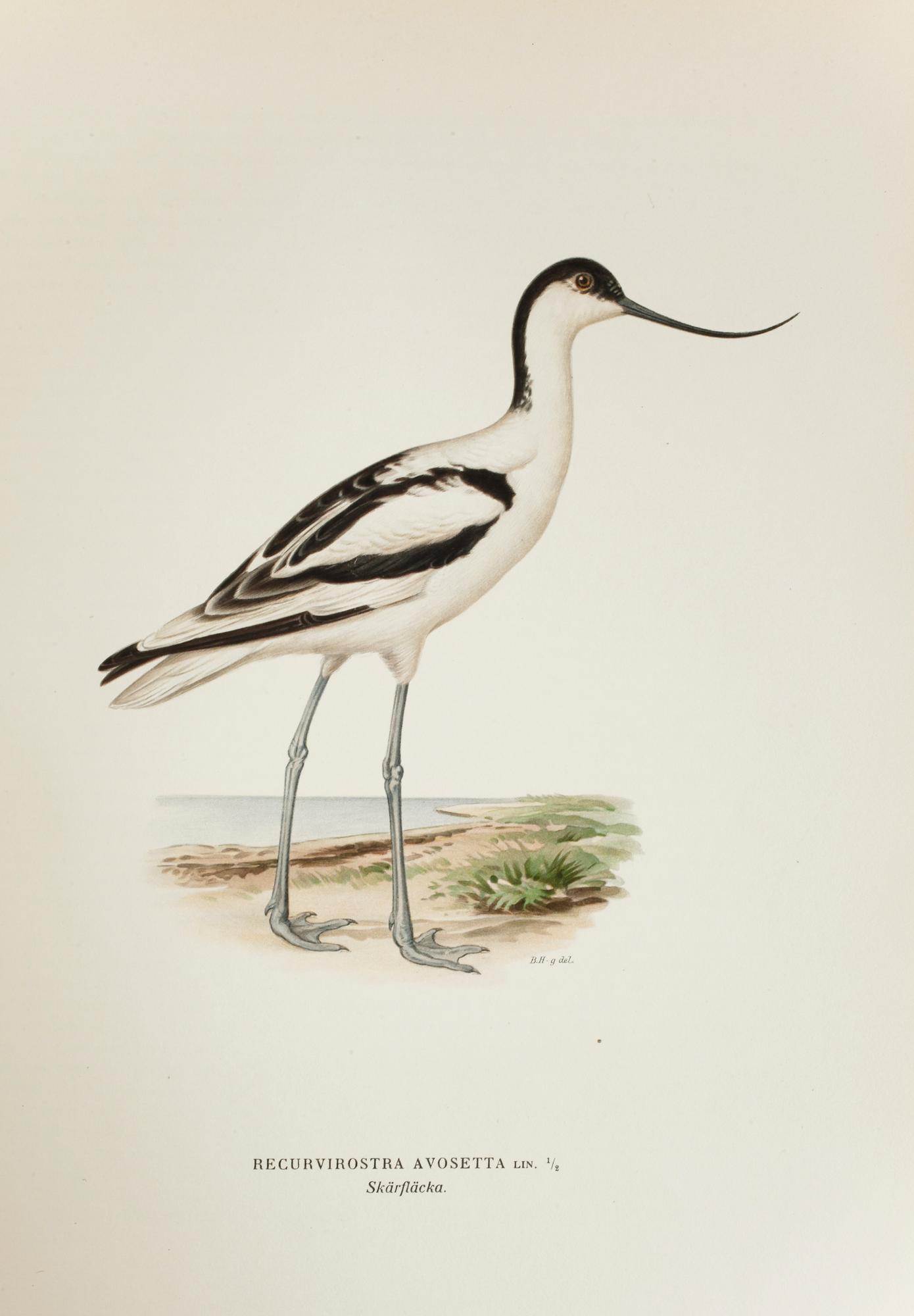 BÖCKER, 3 volymer, "Svenska Fåglar", M. W. & F. von Wright, Förlaget Svenska Fåglar, Stockholm, 1927-29,