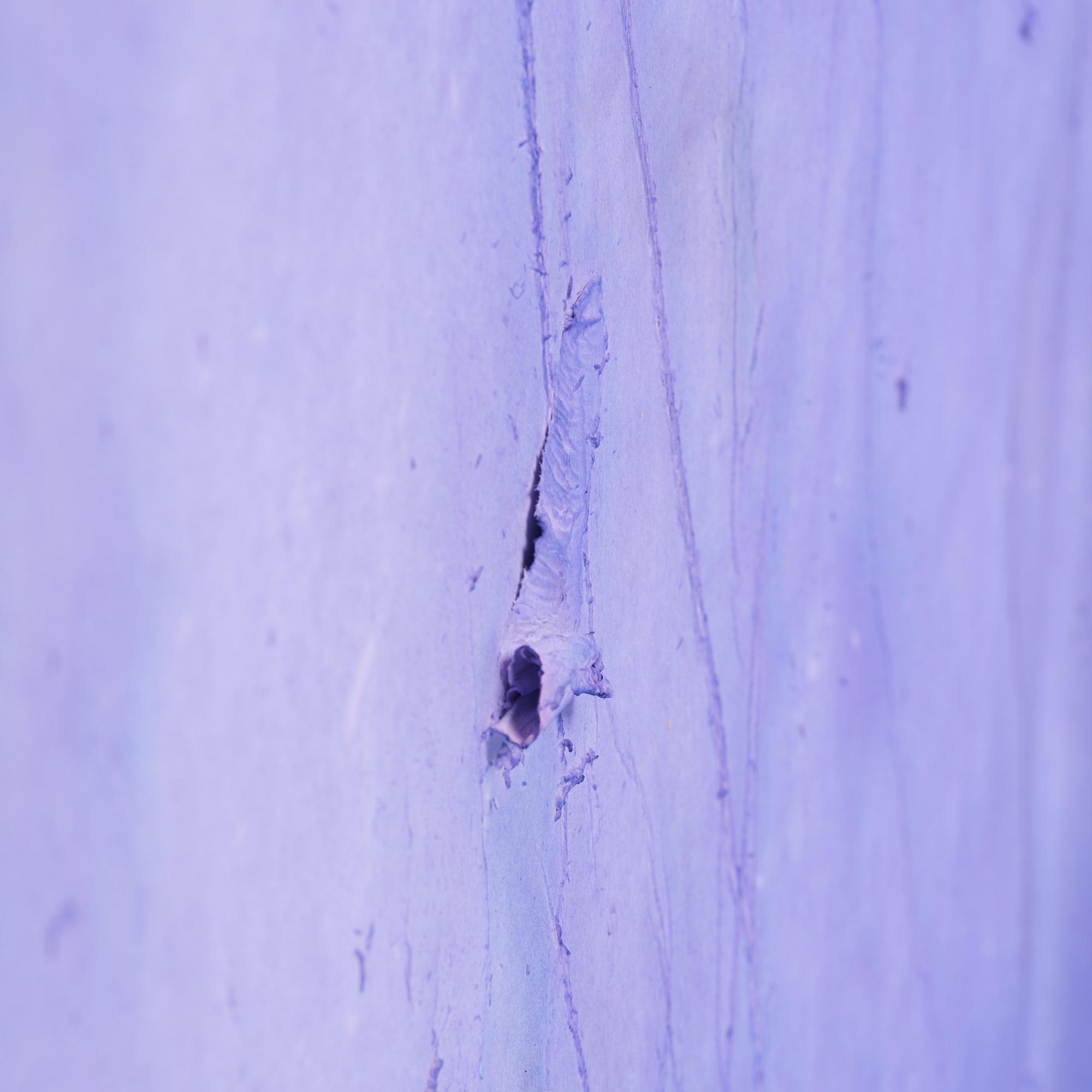 Patrick Hill, "Lavandula".