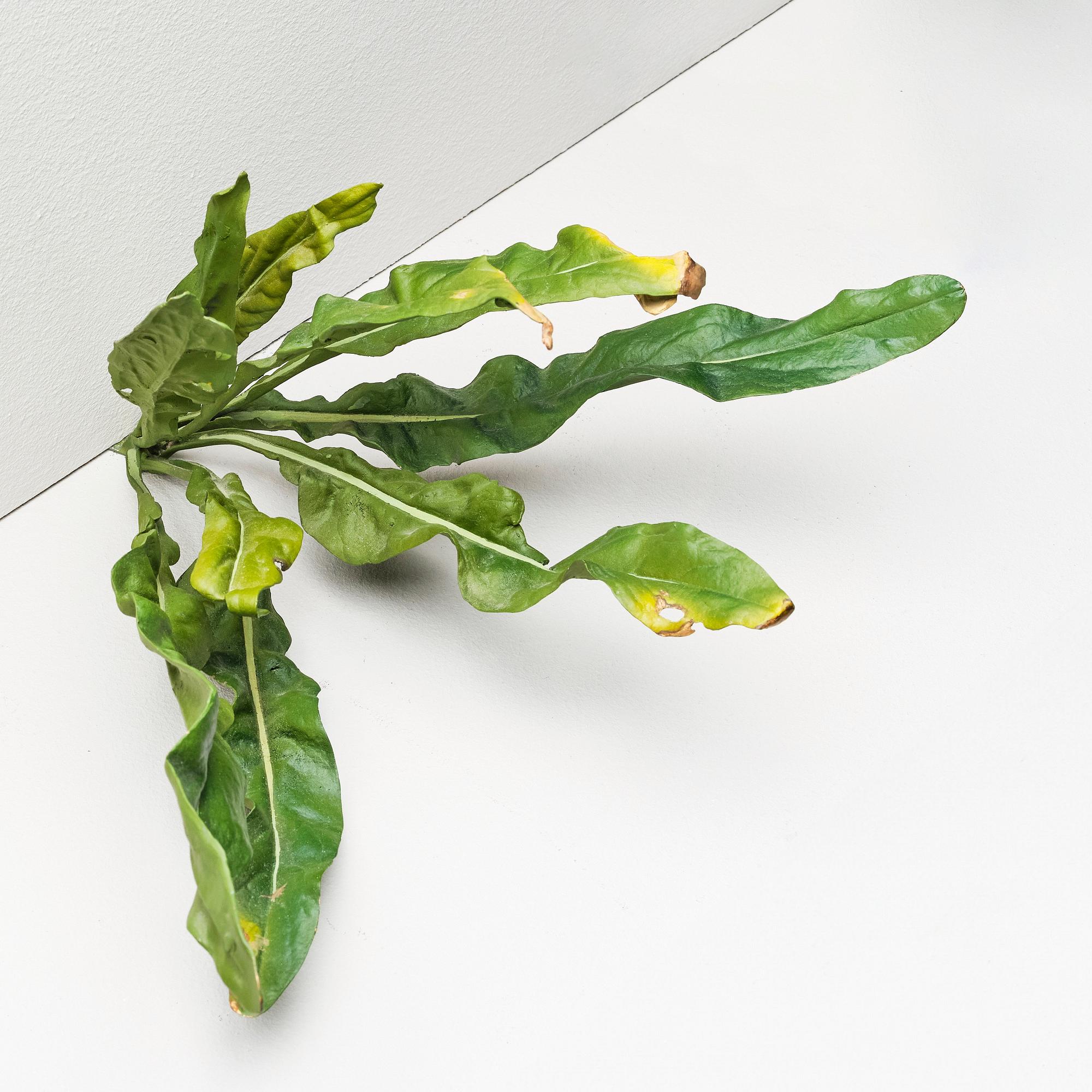 Tony Matelli, "Weed #65".