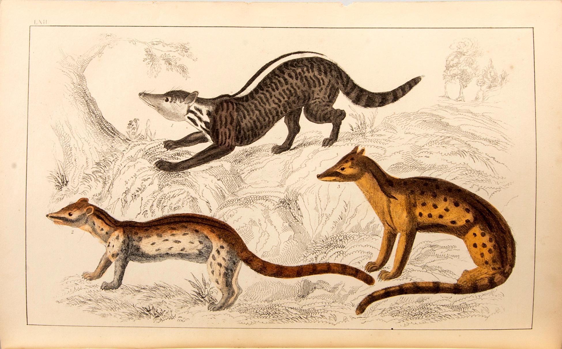 OLIVER GOLDSMITH 'A History of The Earth and Animated Nature' I-II, hand colored plates, c 1870.