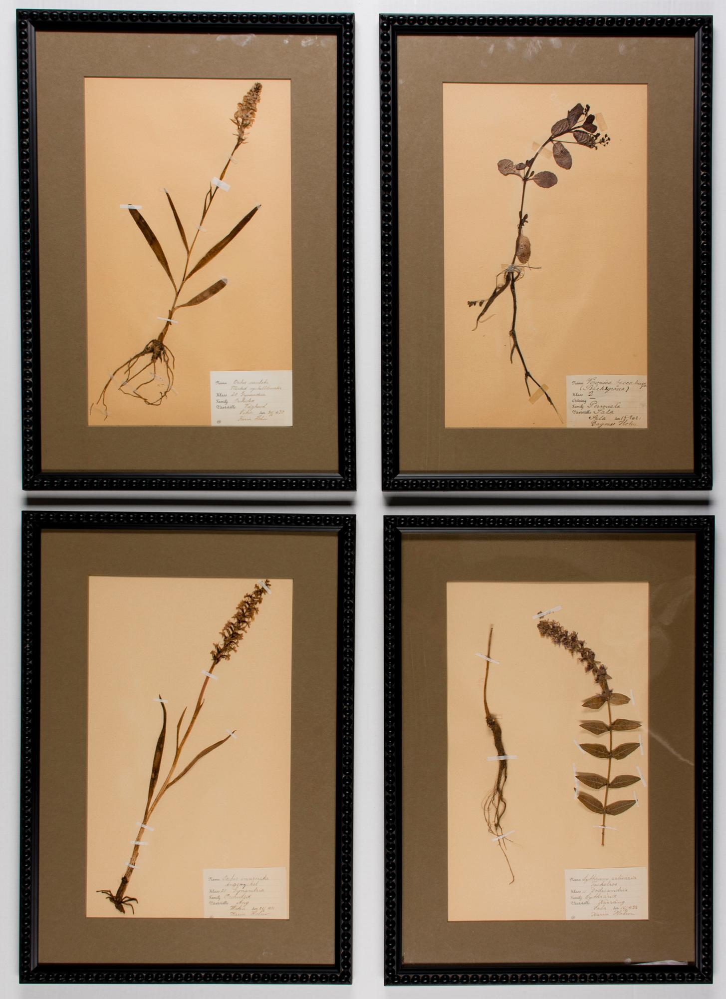 BOTANISKA TAVLOR, 4 st, Sverige, 1920-30-tal.
