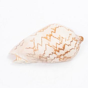 Firma Svenskt Tenn, shells 4 pcs, including one Nautilus shell with a brass mount.