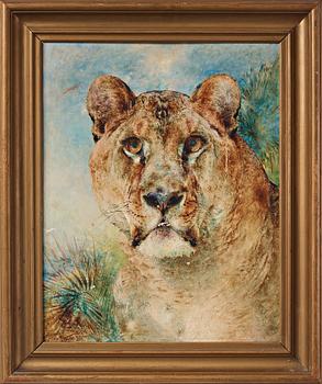 William Huggins, "Lioness".