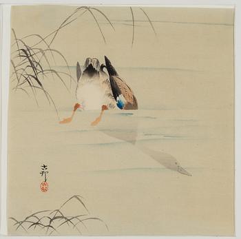 Ohara Koson, Diving mallard.