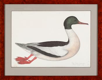 RUDBECK, OLOF D.Y, 3 st, Faksimil av fågelplanscher, 1900-talets andra hälft.