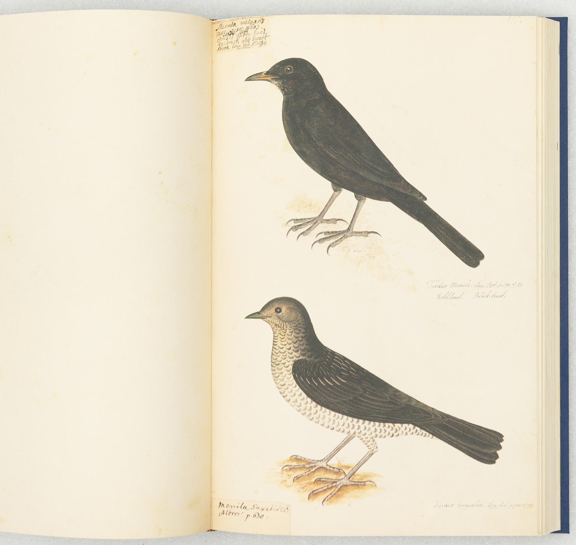 Olof Rudbeck d.y., "Svenska fåglar".