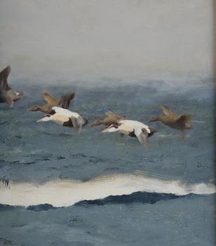 Bruno Liljefors, Stretching eiders.