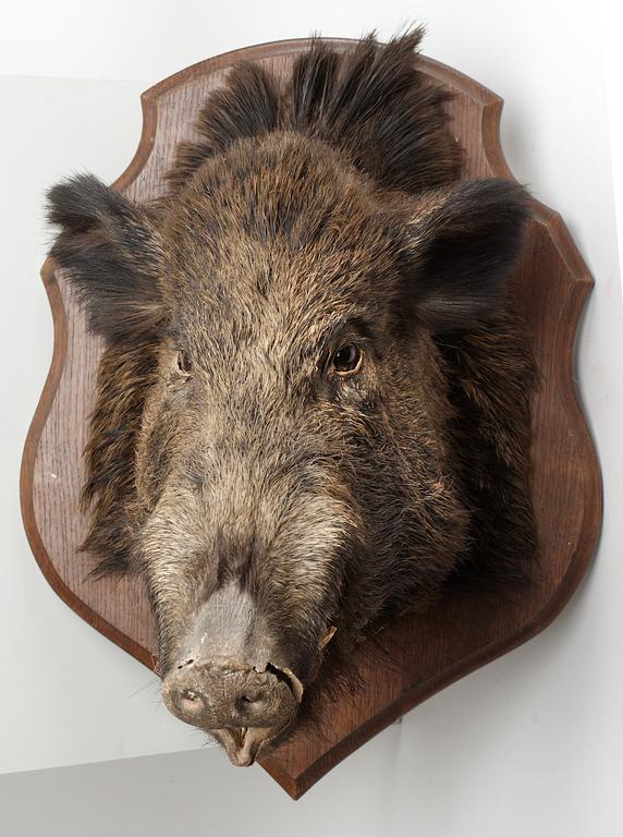 A 20 th cent stuffed wildboar.