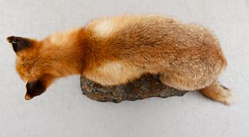 TAXIDERMI: uppstoppad räv, 1900-talets första hälft.