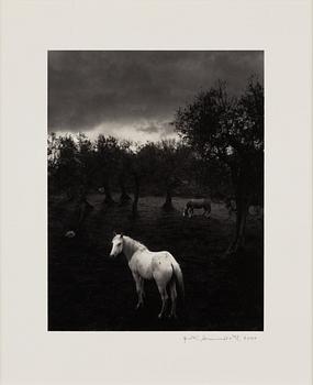 Pentti Sammallahti, "Cilento, Italia, 2000".