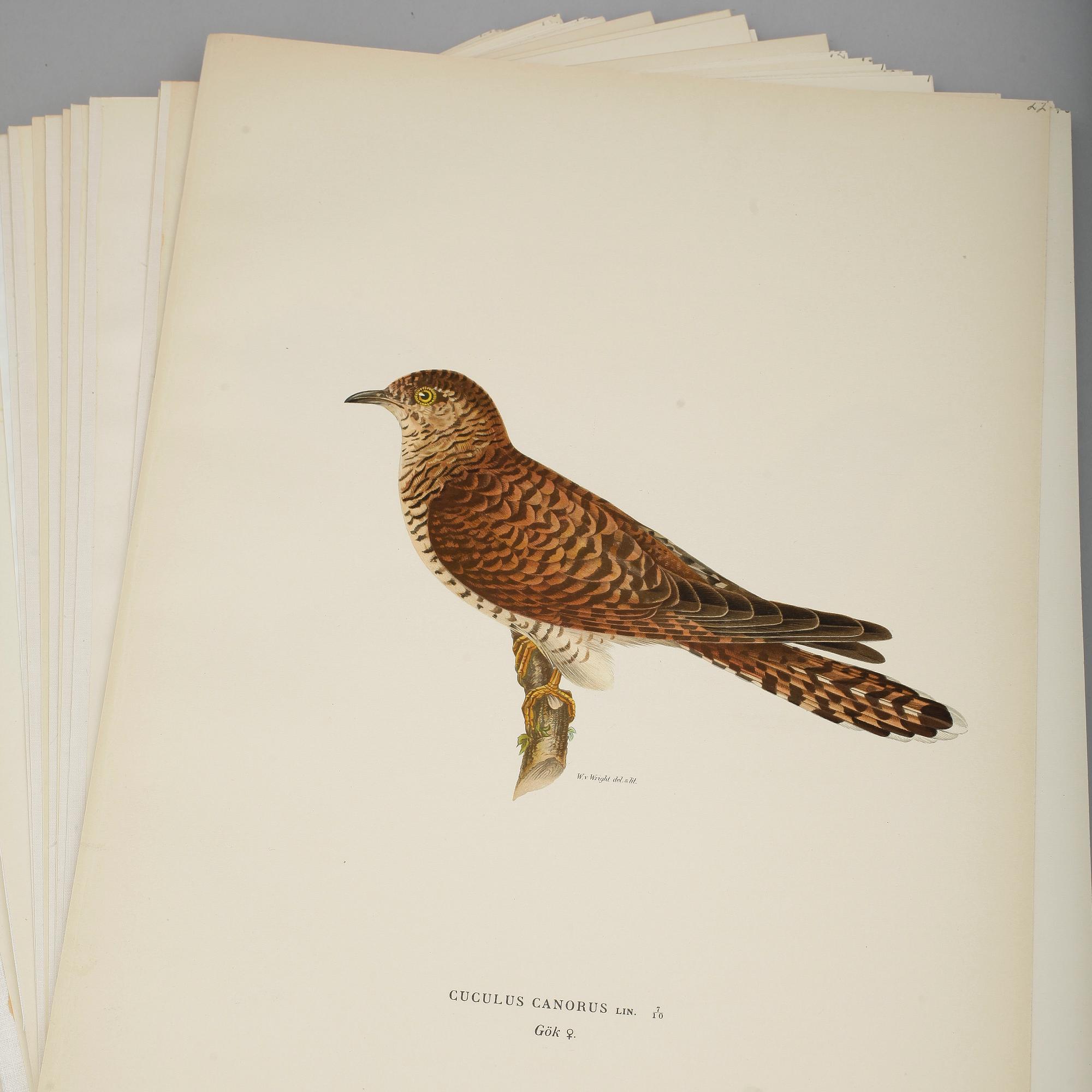 LITOGRAFISKA TRYCK, ca 100 st, ur von Wrights "Svenska fåglar", utgivna av A Börtzells, 1920-tal.