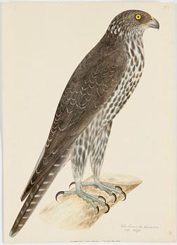 Olof Rudbeck A portfolio and two books, 1985. 35 litographs in color.