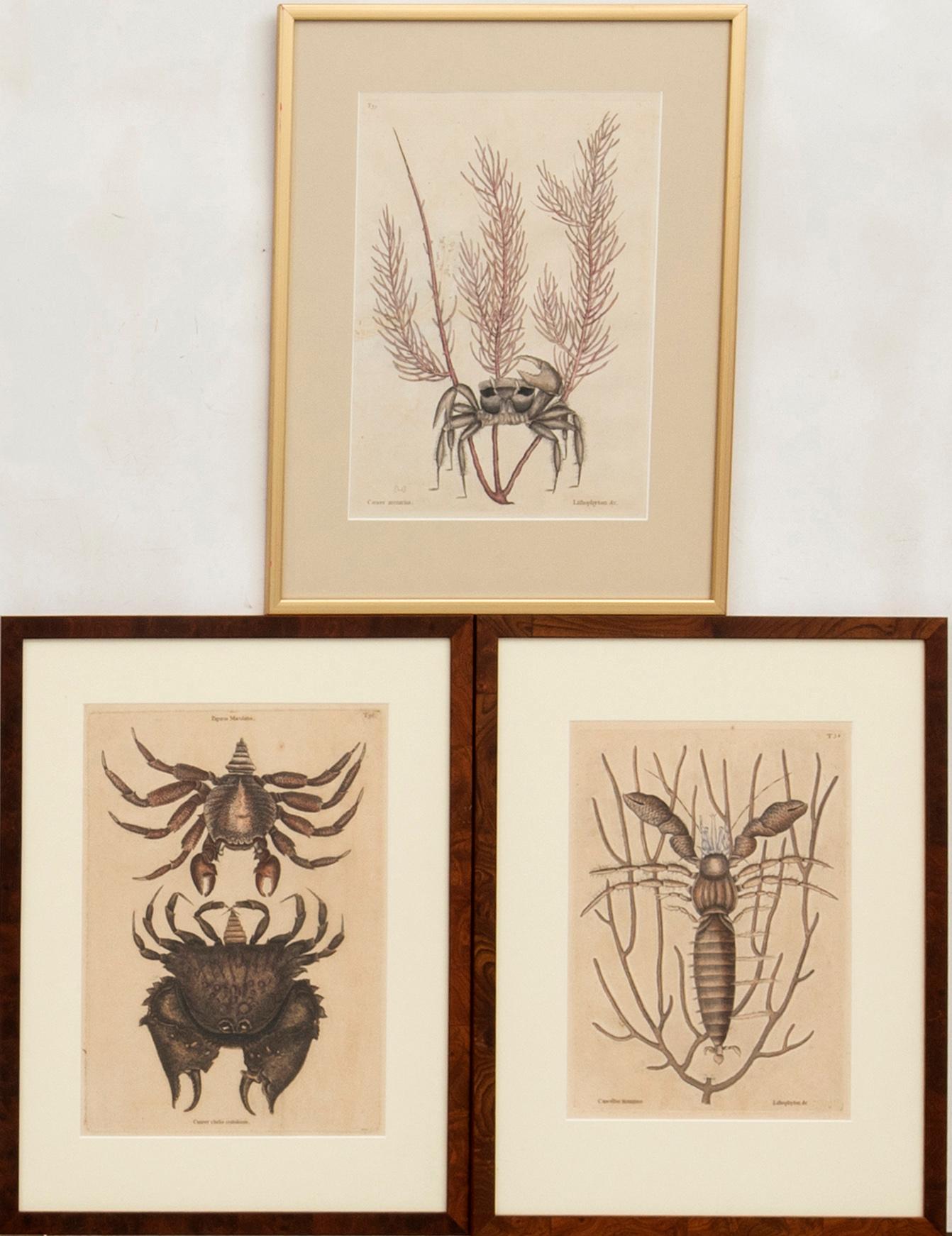 Kopparstick 3 st ur Mark Catesbys "Natural History of Carolina, Florida and Bahama islands.