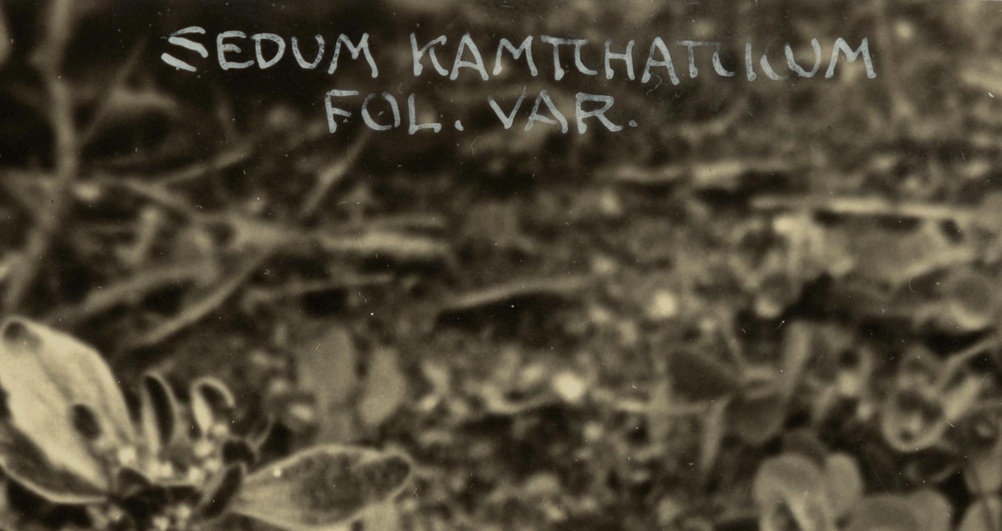 Henry B. Goodwin, "Sedum Kamichatucun, 1929".