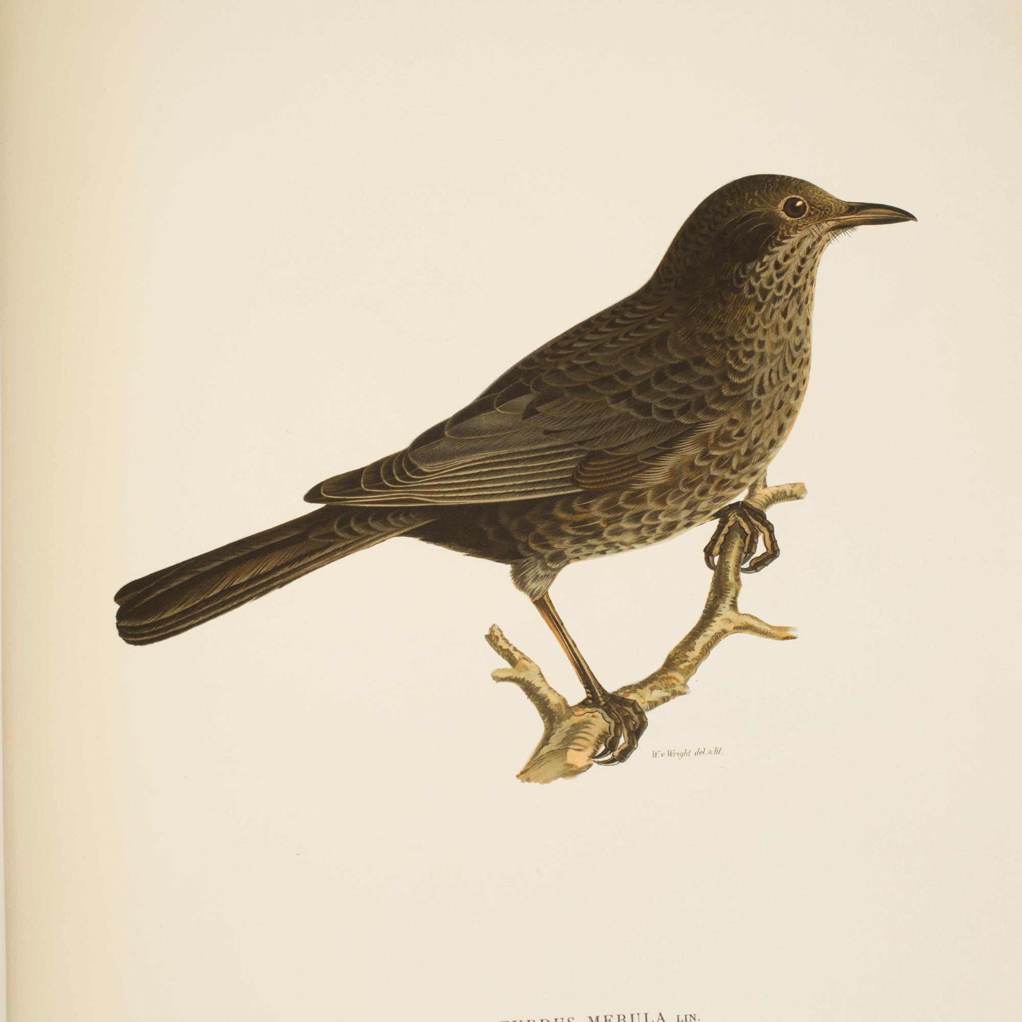 BRÖDERNA VON WRIGHT, 2 books, "Svenska fåglar", Stockholm, 1924.